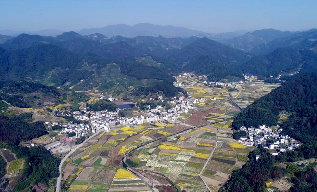 大野风景道鲜花装点的致富路