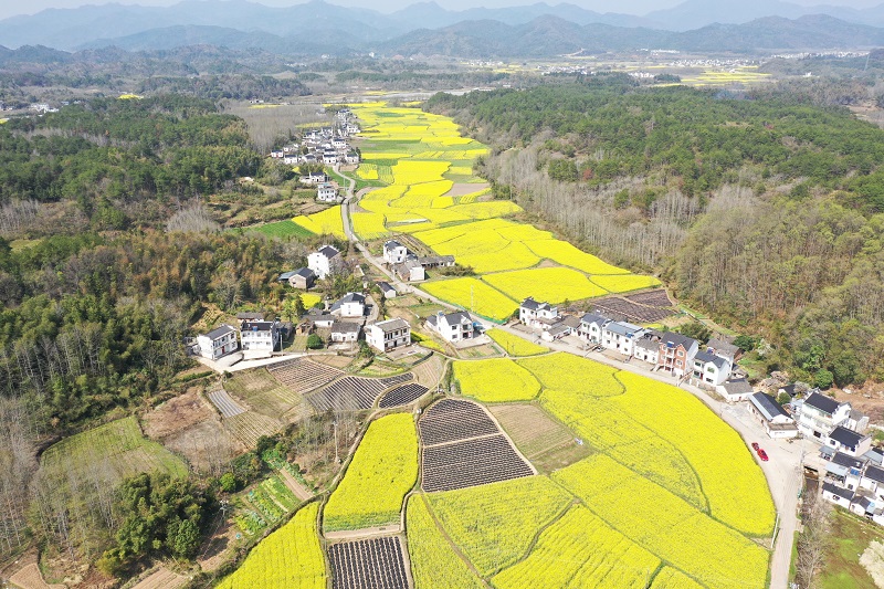 休宁八万亩油菜花开春满园