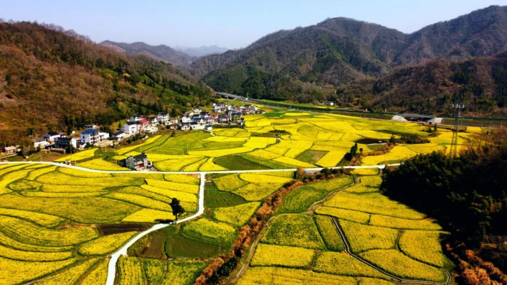 近日,祁门县安凌镇琅丰村上千亩油菜花次第绽放,美不胜收,与山水,民居