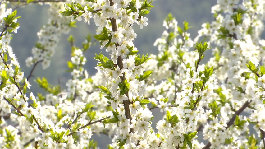最是一年好风景桃李花开满园春