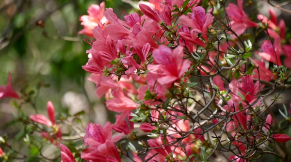 汤家河和箬坑乡的金山湖,红,紫杜鹃花鲜艳怒放在清澈的水边,倒影如画