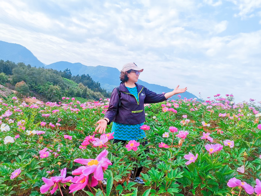 近日,在乌石镇的土未生态农业园里,百亩芍药花开
