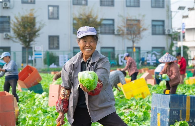 结球生菜喜丰收