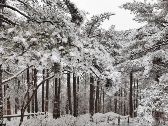 黄山风景区瑞雪迎新春