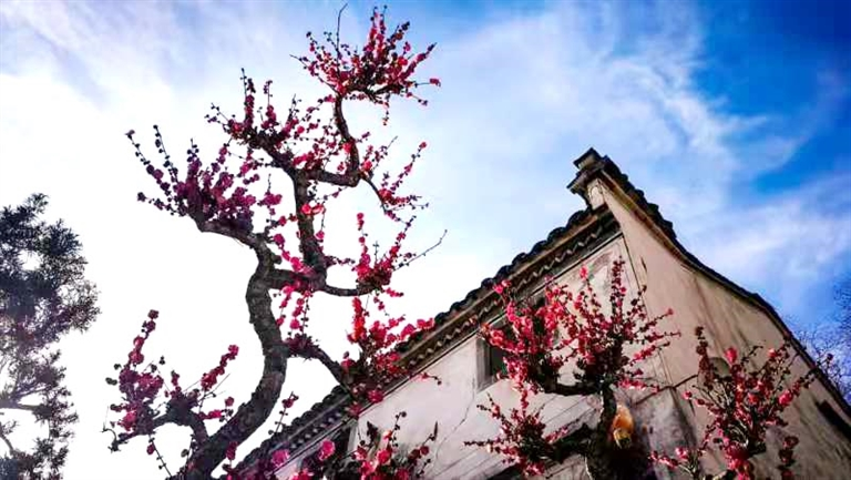 卖花渔村花枝俏