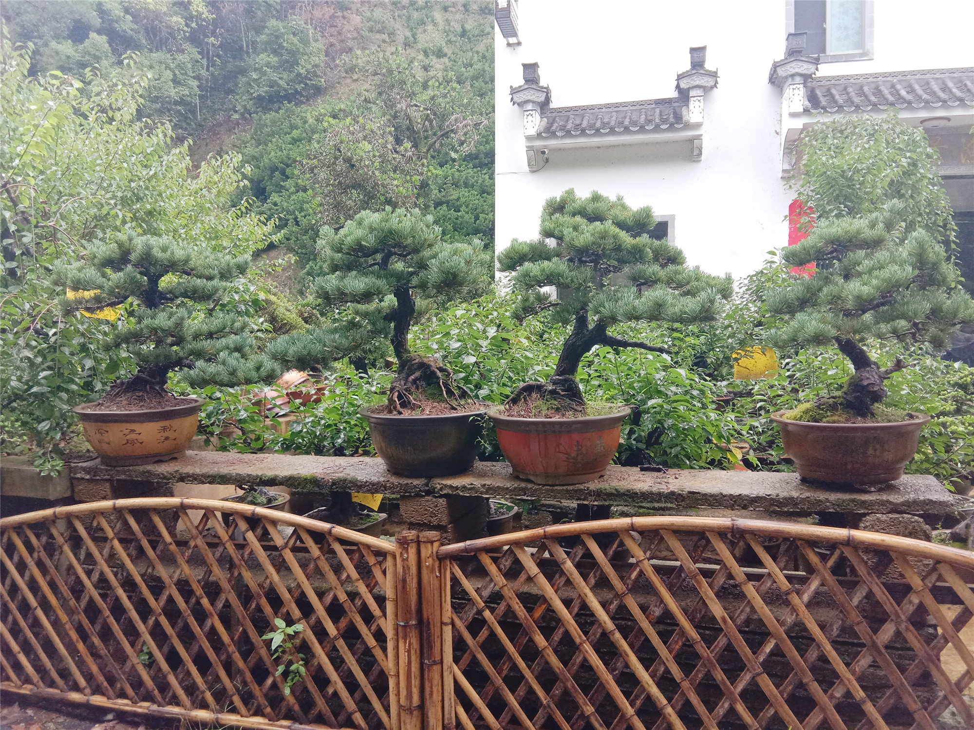 卖花渔村一钵盆景走上乡村振兴路