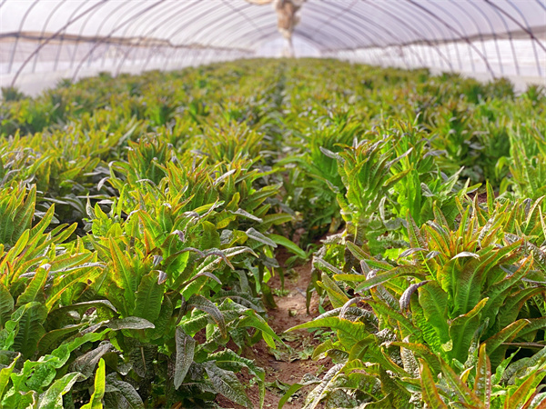 桂林镇乡村产业旺莴笋采收忙