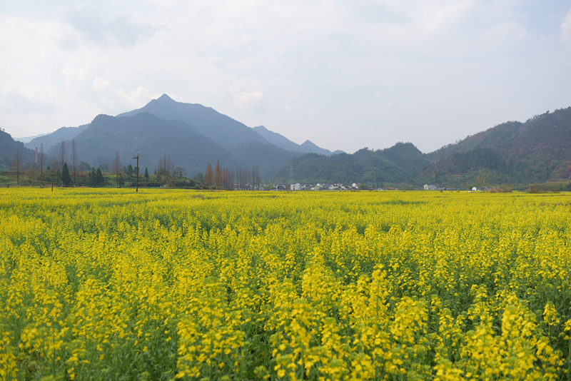 郭村千亩油菜花竞相开放