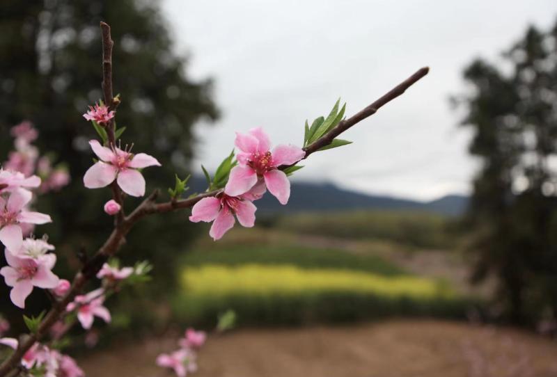 据了解,该基地现有安农6号水蜜桃,早花露,早蜂王,黑桃皇后等优质桃子