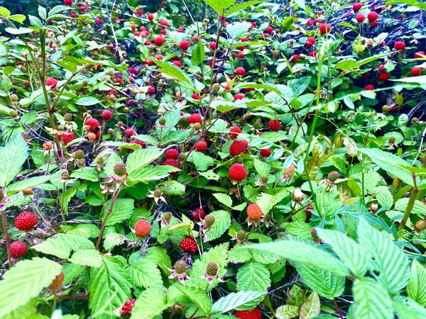 "地莓"是低矮半灌木状多年生草本,尖刺特别锋利,叶片青绿稍细,三月