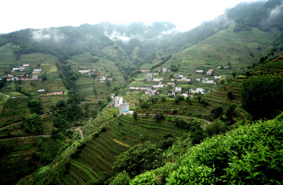 歙县:茶山变"金山" 茶叶变"金叶"_黄山市政务公开