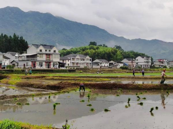 安凌镇不负好时光夏播正当时