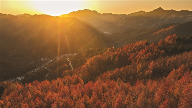 红枫深处有人家